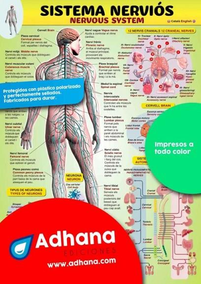 PÒSTER ADHANA SISTEMA NERVIÓS | 8436005168148